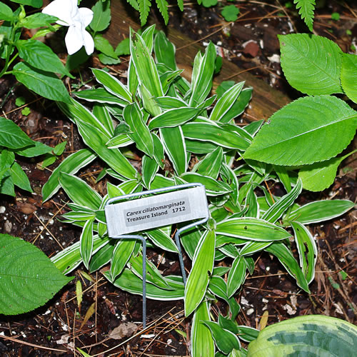 Carex ciliatomarginata Treasure Island